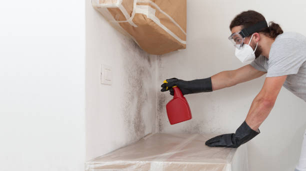 Professional Basement Mold Remediation technician working in Westwood, KY