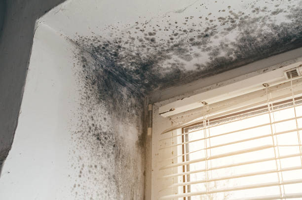 Affordable Basement Mold Remediation solutions in Westwood, KY