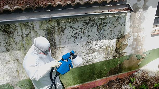 Top rated local Basement Mold Remediation specialists in Westwood, KY